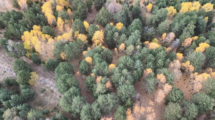 Kars’ta sonbaharda renk cümbüşü yaşanıyor