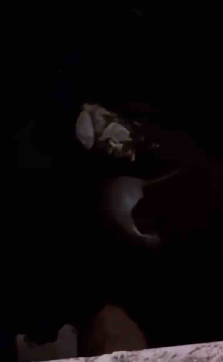 Yüksekova’da su samuru görüntülendi