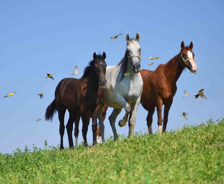 Milyonluk taylar görücüye çıkmaya hazırlanıyor