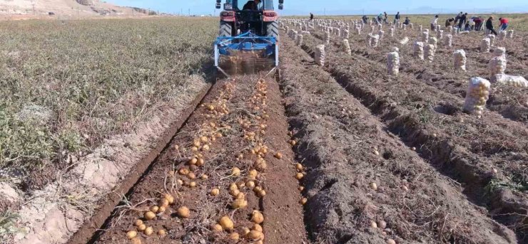 Erciş’te patates hasadı başladı