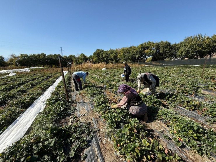 Erzincan’da çilek üretimi yaygınlaşıyor