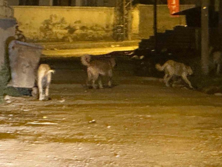 Kağızman’da sokak köpekleri tehlike saçıyor: Vatandaşlar ve veliler tedirgin