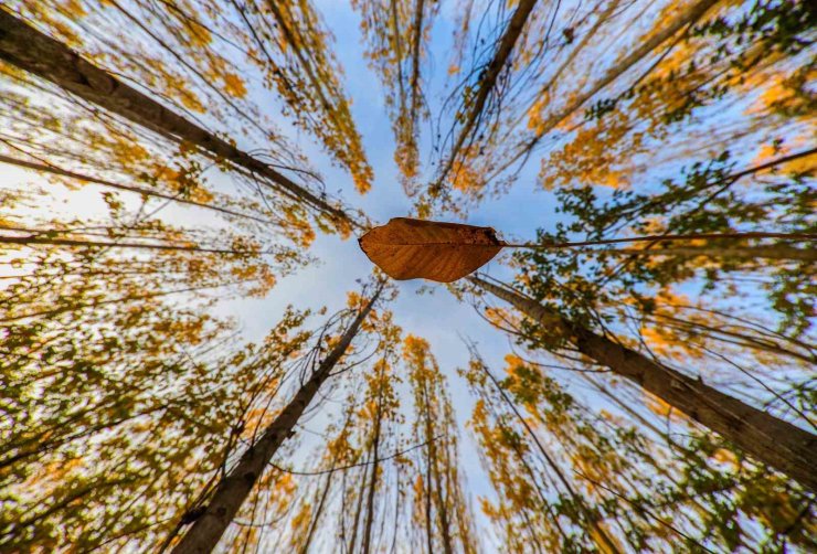 Altın ve kızılın dansı: Erzincan’ın dağları sonbahar güzelliğiyle büyülüyor