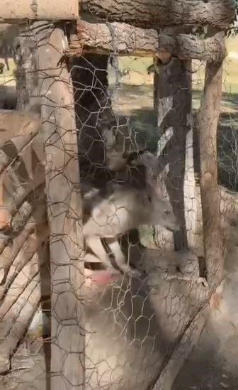 Özalp’te kafeste tutulan kurt kurtarıldı