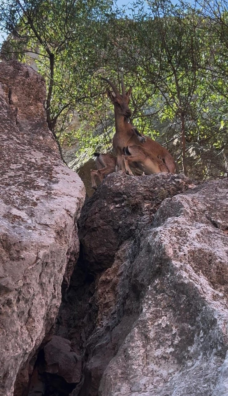 Tunceli’de dağ keçileri yerleşim yerlerine kadar indi
