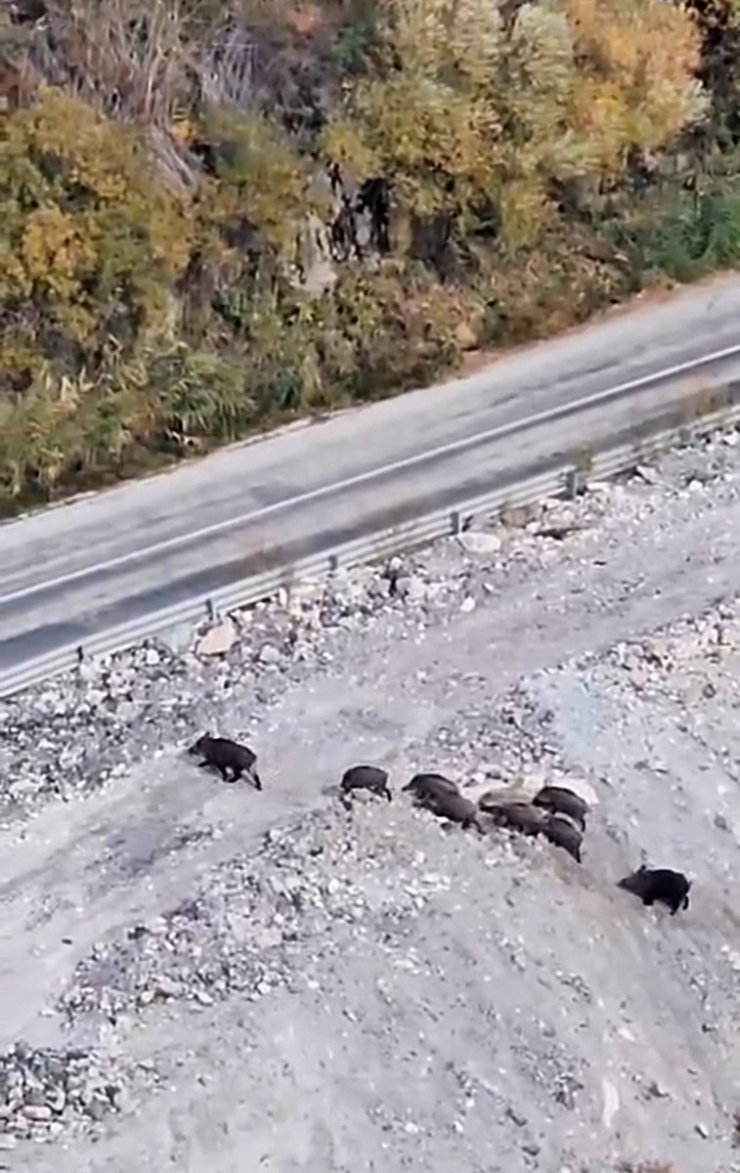 Yüksekova’da domuz sürüsü görüntülendi