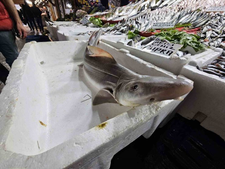 Elazığ’da satışa çıkarılan köpek balığı ilgi odağı oldu