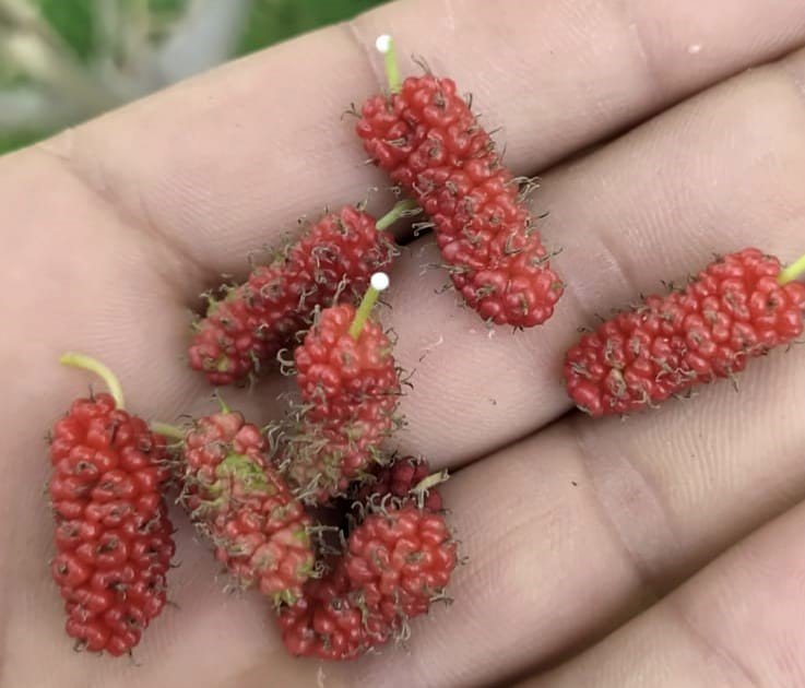 Tunceli’de dut ağacı mevsimi şaşırdı, ikinci kez meyve verdi