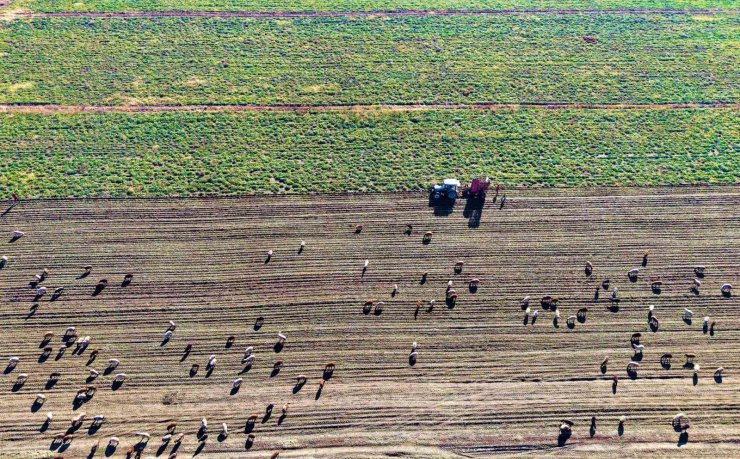 Muş Ovası’nda ’tatlı’ hasat devam ediyor
