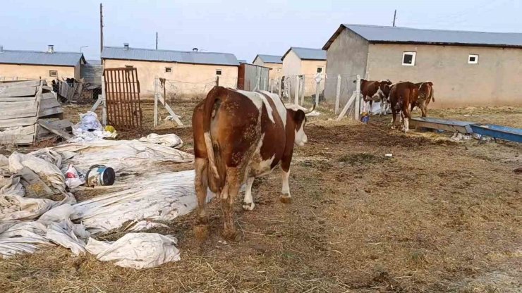 Elazığ’da şap hastalığı ve ölümler üreticiyi zorluyor
