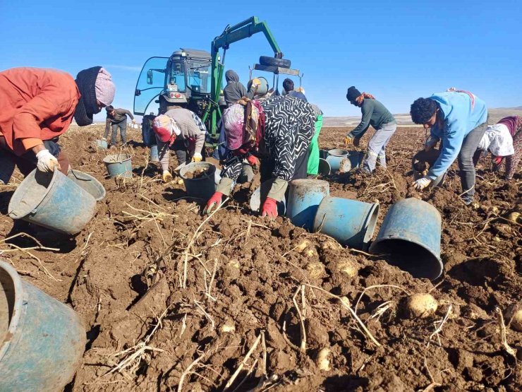 Malazgirt’te ilk defa ekilen patates umut oldu