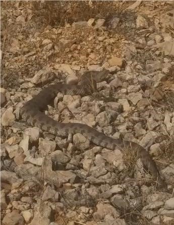 Tek ısırığı bir insanı öldürmeye yeten dev engerek yılanı görüntülendi