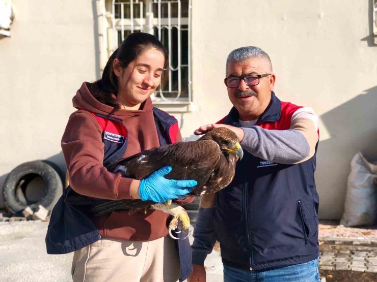 Tunceli’de yaralı halde bulunan kartal, tedavi altına alındı