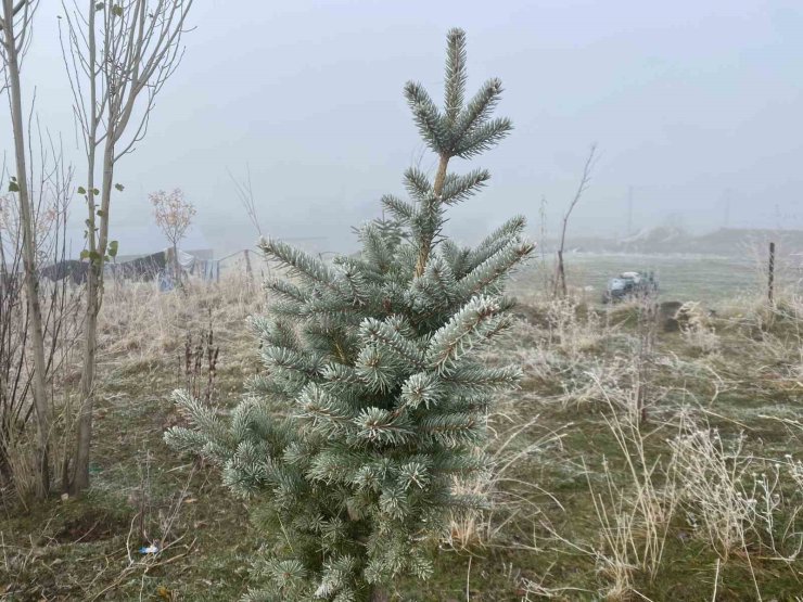 Ağrı’da kırağı etkili oldu