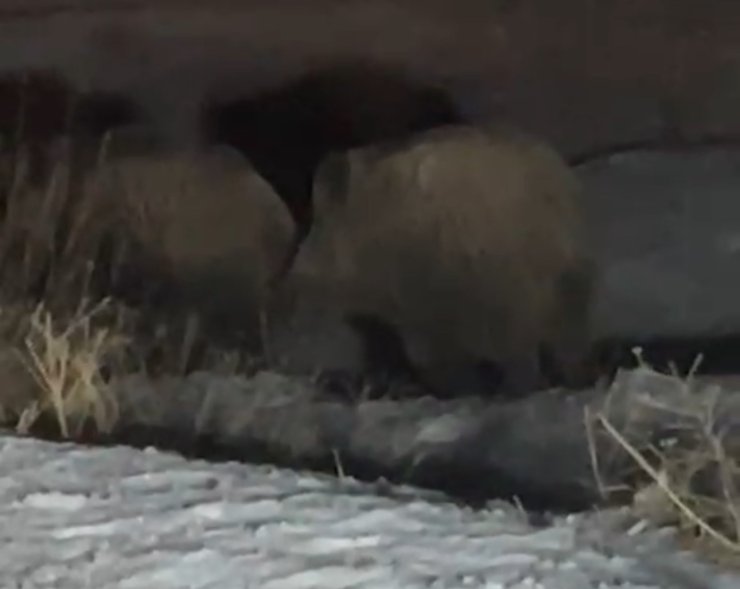 Yüksekova’da domuz sürüsü görüntülendi