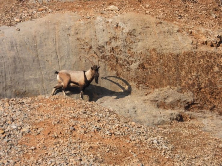 Malatya’da dağ keçileri görüntülendi