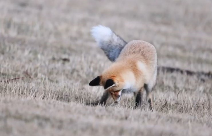 Ardahan’da kızıl tilkinin fare avı