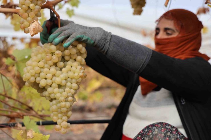 Elazığ’da donun vurduğu üzümde rekolte yüzde 80 düştü