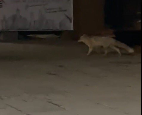 Muş’ta aç kalan tilki şehir merkezine indi