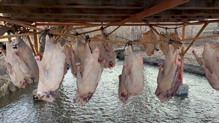 Kars kazı geleneksel yöntemlerle kurutuluyor: Kış sofralarının vazgeçilmezi hazırlanıyor