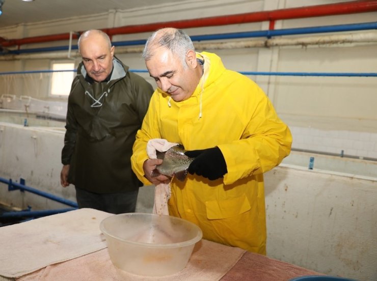 Elazığ’da alabalık sağım çalışmaları sürüyor