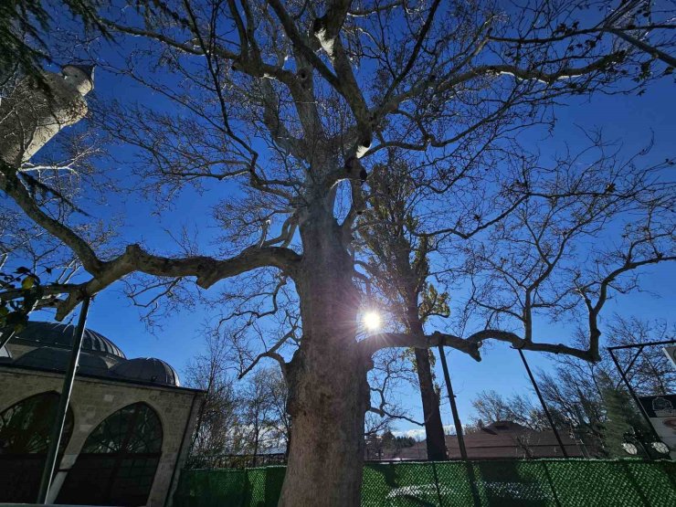 Harput’un 3 asırlık çınarı yıllara meydan okuyor