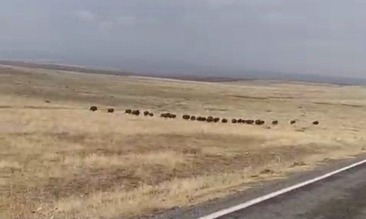 Malazgirt’te domuz sürüsü görüntülendi