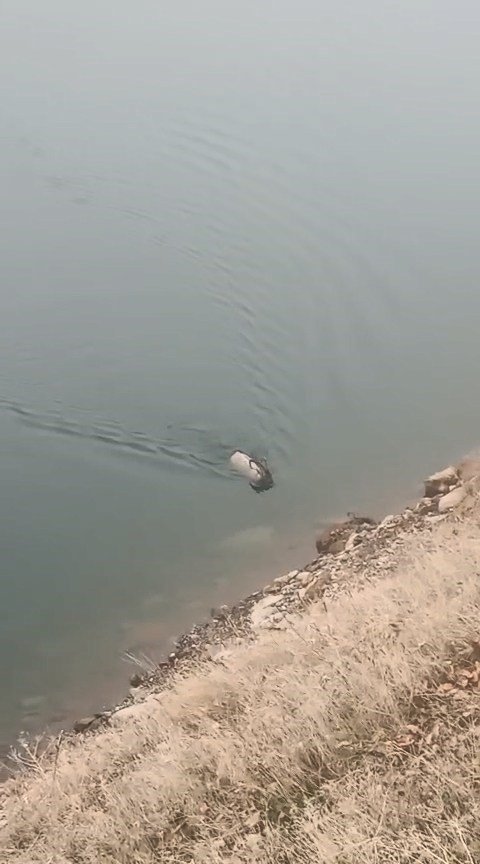 Sarp kayalıkların ustası baraj gölünde yüzerken görüldü