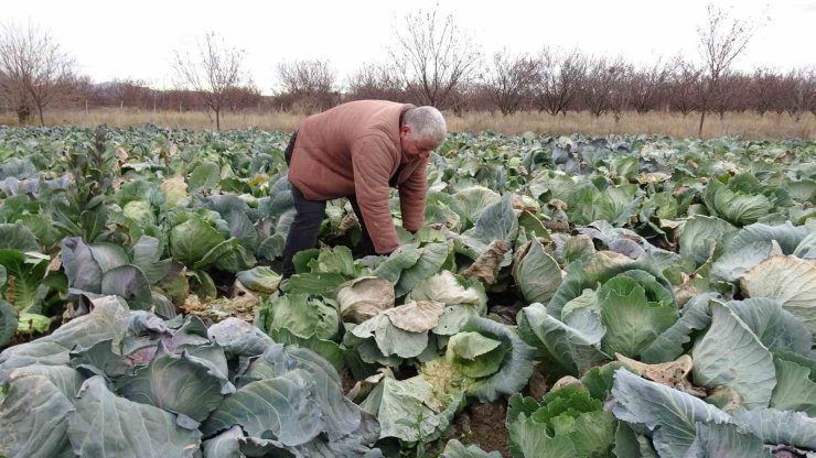Malatya’da çiftçiler alternatif ürünlerle zararlarını telefi ediyor