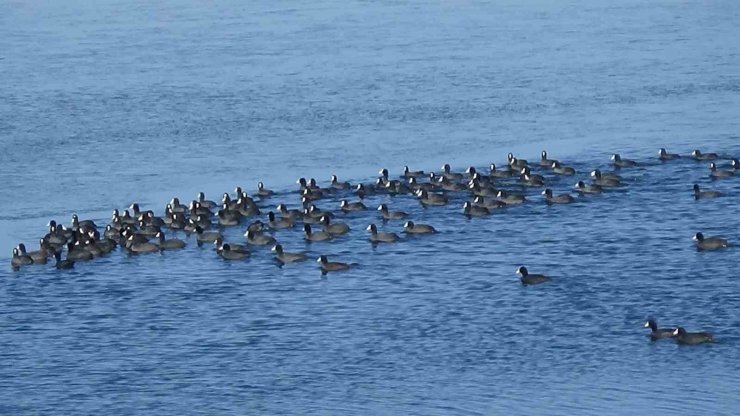 Kars’ın "Yerli Penguenleri" görev başında