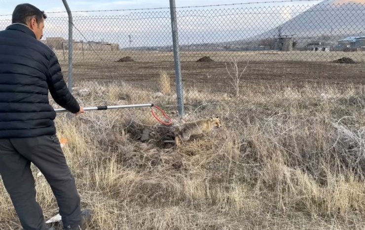 Yaralı kızıl tilki tedavi edilerek doğaya salındı