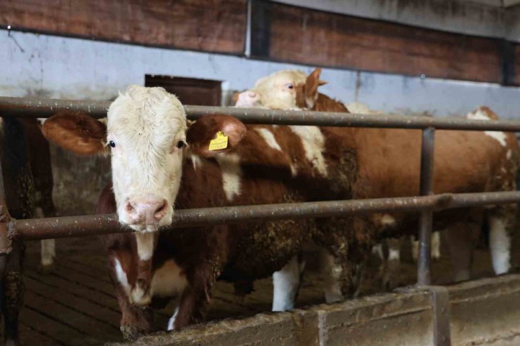 Yüzde 60 hibe aldığı destekle 300 hayvanlık çiftlik kurdu