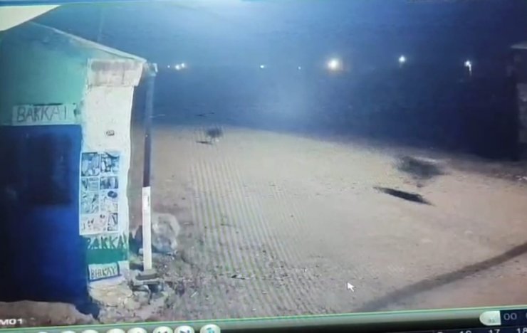 Kars’ta kurtlar tilkiyi, köpekler kurtları kovaladı