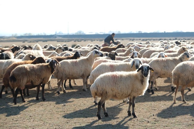 Erzincan’da sürüler merada