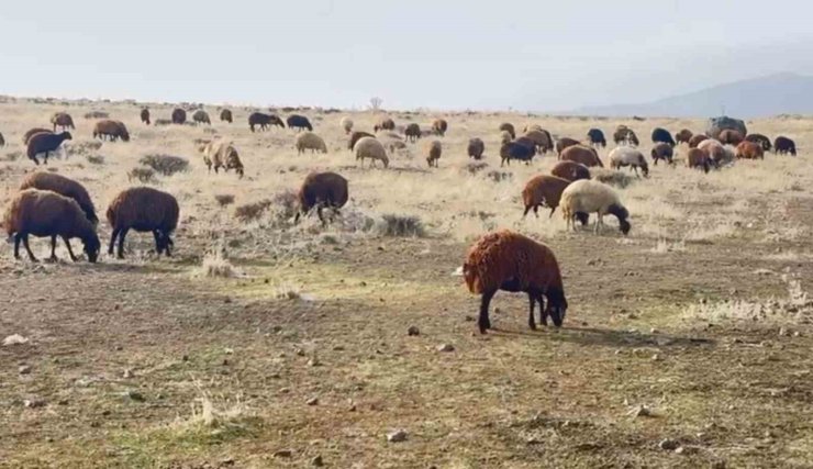 Patnos’ta kar yağmaması çiftçilerin yüzünü güldürdü