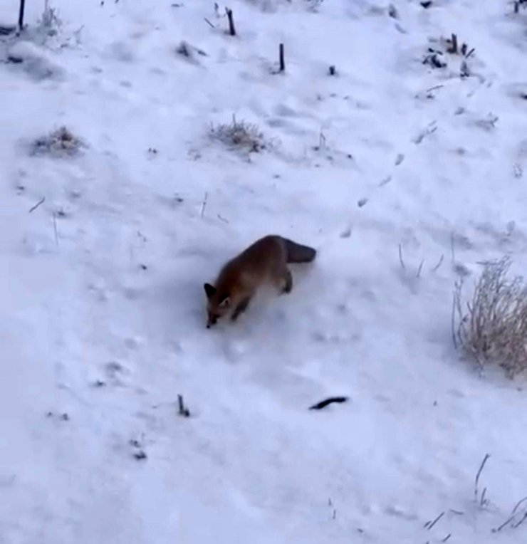 Soğuk hava tilkileri Diyadin merkezine indirdi