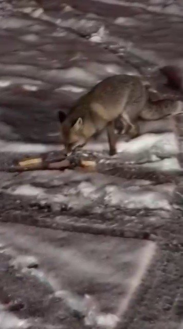 Aç kalan tilkiyi elleriyle besledi