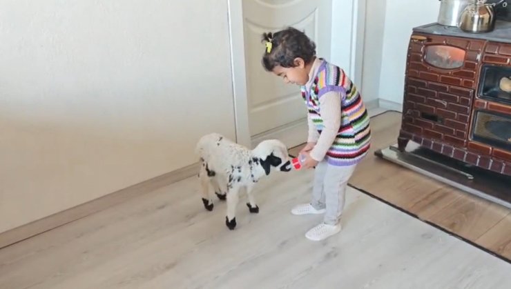Annesinin reddettiği kuzuya 3 yaşındaki Ezo’nun şefkati yürekleri ısıttı