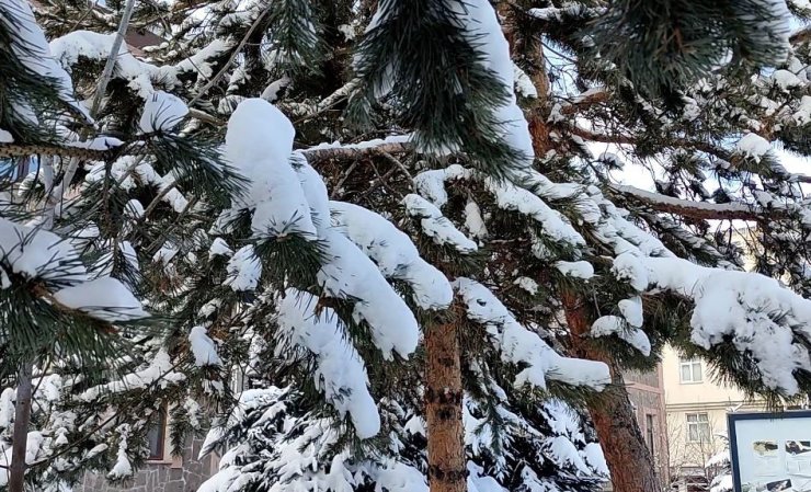Kar yağışının ardından ağaçlarda kartpostallık görüntü