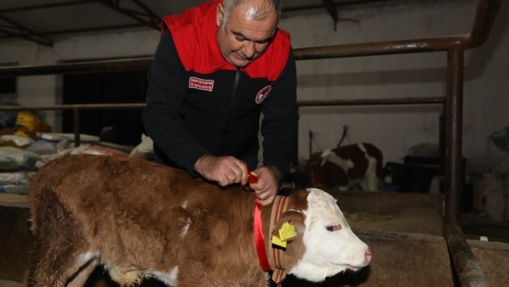 Elazığ’da yılın ilk buzağısına "Bereket" adı verildi
