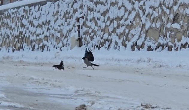 İlçe beyaza büründü, aç kalan kargalar sokaklara indi