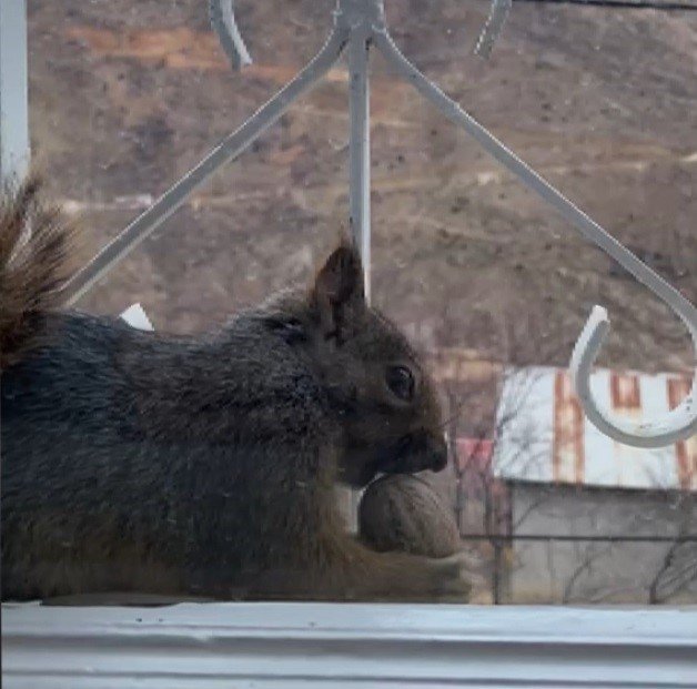 Aç kalan sincaplar pencerelere misafir oluyor