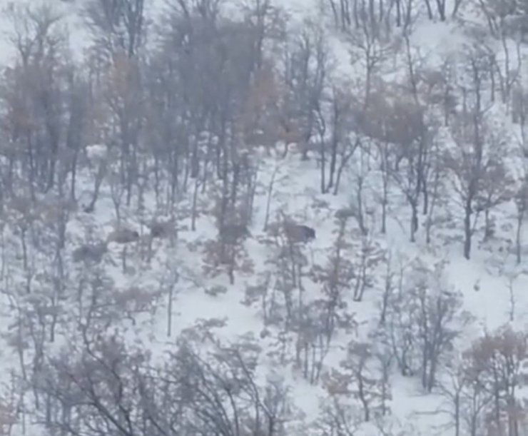 Malatya’da aç kalan domuz ve kurtlar, yerleşim yerlerine indi