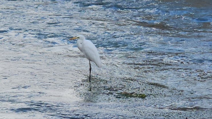 Tohma Çayı’nı mesken tutan balıkçıl kuşu ilgi görüyor