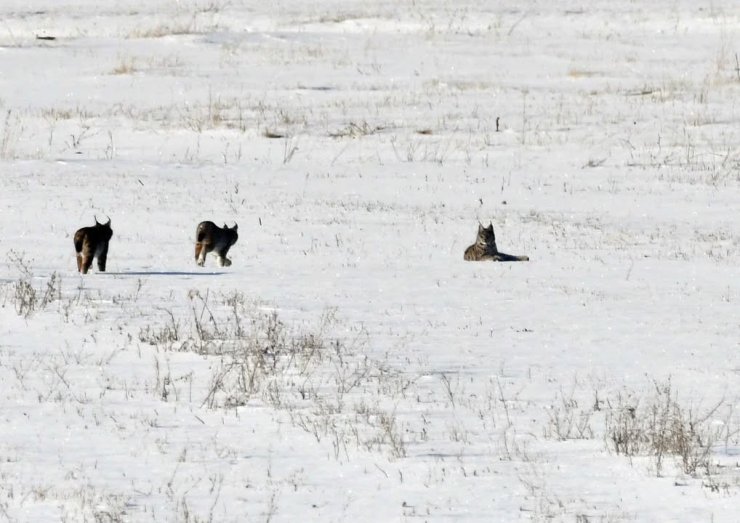 Elazığ’da vaşak ailesi görüntülendi