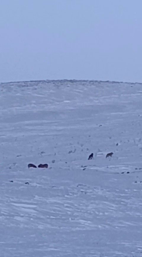 Karayazı’da gündüz vakti kurt saldırısı: Yavru köpek telef oldu