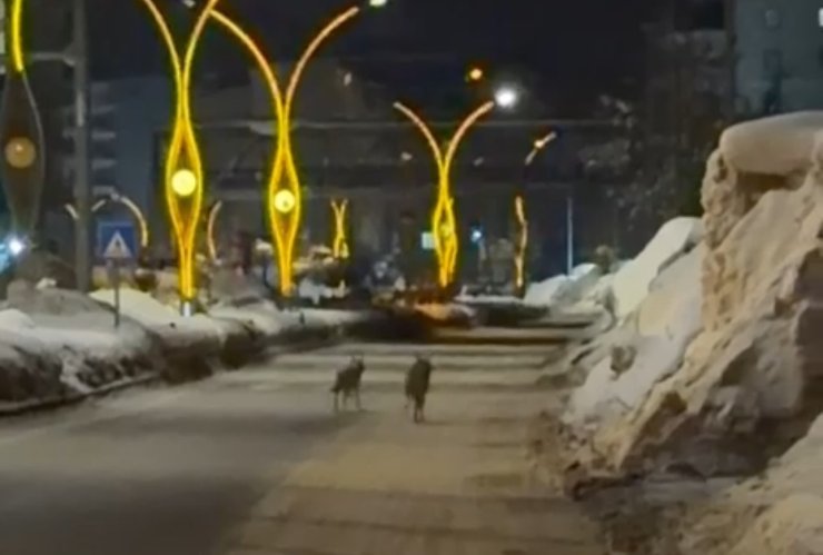 Yüksekova’da kurtlar şehir merkezine indi