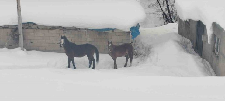 Türkiye-İran sınırında terk edilen 2 at kurtarıldı
