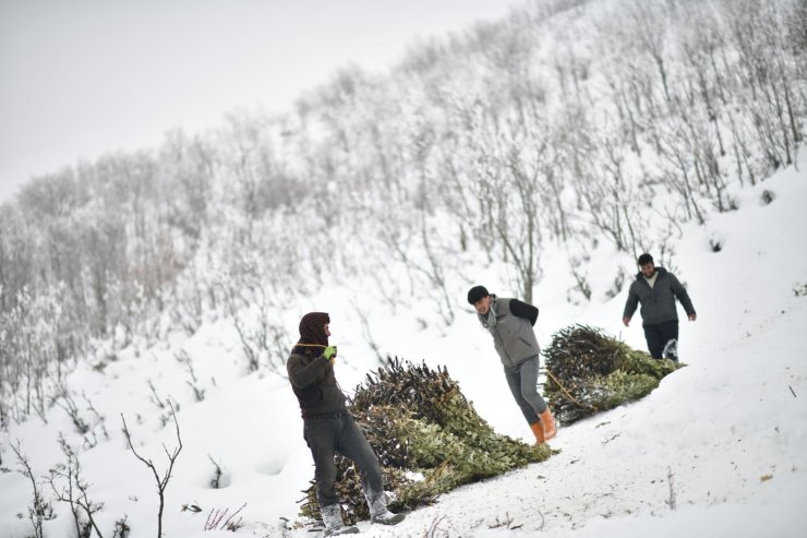 Muş’ta besicilerin kızaklı zorlu kış mesaisi