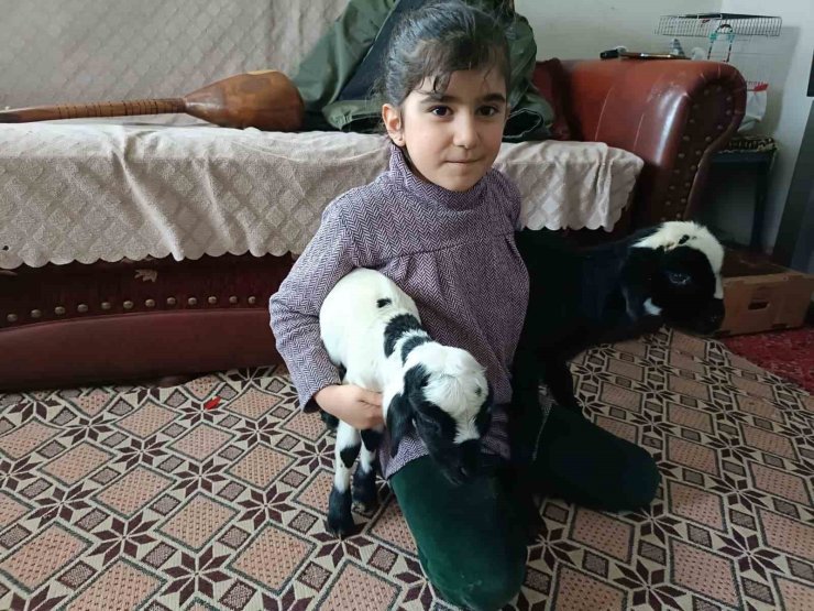 Soğuk hava kuzuları eve taşıdı: Elazığ’da yeni doğan kuzular biberonla besleniyor